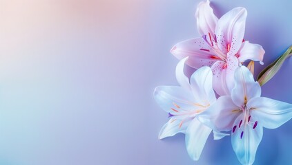 Fototapeta premium Lilies on soft blue and purple gradient background with copy space, Beautiful banner design for Motherâ€™s Day, Valentine or Birthday