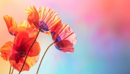 Poppies on vibrant gradient background with copy space, Beautiful banner design for Motherâ€™s Day, Valentine or Birthday