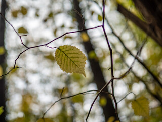 Autumn leaves in the forest