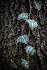 ivy leaves on the tree