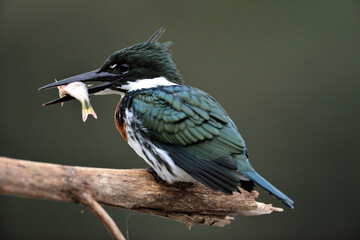 Eisvogel mit Fisch auf Ansitz
