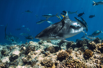 Tiger shark close up in blue sea. Shark with fishes in tropics.