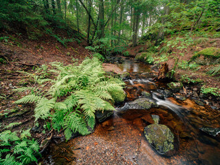 Mossy Rocks and Ferns by a Serene Forest Brook