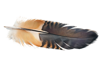 American kestrel feather, capturing its vibrant orange markings and elegant quill structure, isolated on white background