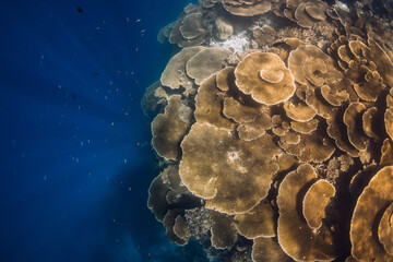 Reef with table corals on the edge of the blue abyss in tropical ocean. Coral garden