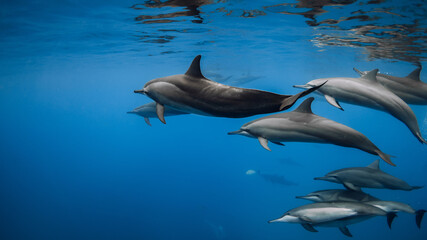 Dolphins swims underwater in blue sea. Dolphins family in ocean