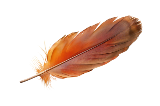 American kestrel feather, capturing its vibrant orange markings and elegant quill structure, isolated on white background