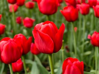 red tulips