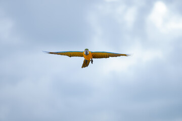 blue-and-gold macaw parrots are flying freely.