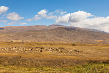 Sheep grazing in a meadow in Angeghakot. Caucasus Mountains. Armenia.