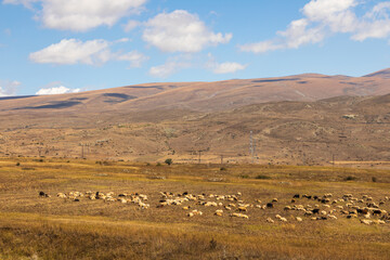 Sheep grazing in a meadow in Angeghakot. Caucasus Mountains. Armenia.