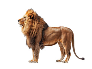 lion isolated on white