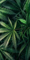 A cannabis fan leaf background
