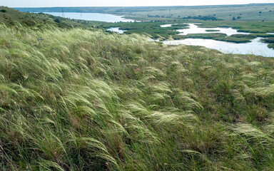 Ukrainian feather grass steppe, Bunchgrass species (Stipa capillata), steppe landscape of southern...