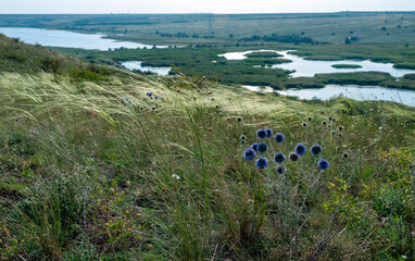 Ukrainian feather grass steppe, Bunchgrass species (Stipa capillata), steppe landscape of southern...