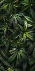 A cannabis fan leaf background
