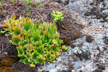 Houseleeks plants (Sempervivum ruthenicum), forever alive, Succulent plant