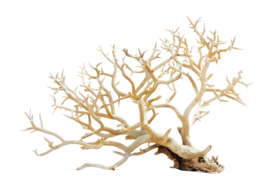 A stunning photo of a coral tree, highlighting its branching structure and intricate patterns, isolated on white background.