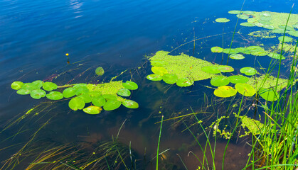 Floating aquatic plants, water lily Nymphaea candida and yellow capsule Nuphar lutea