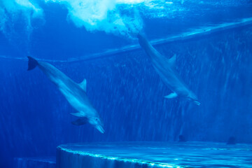 Dolphins couple swimming in aquarium. Blue light, underwater