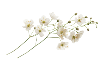 A single Gypsophila flower suspended in mid-air, capturing its delicate form and highlighting its intricate details. isolated on white background