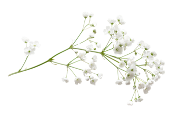 A single Gypsophila flower suspended in mid-air, capturing its delicate form and highlighting its intricate details. isolated on white background