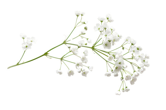 Fototapeta A single Gypsophila flower suspended in mid-air, capturing its delicate form and highlighting its intricate details. isolated on white background