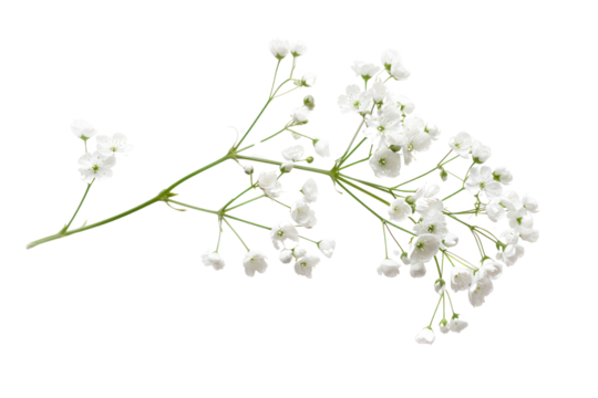 A single Gypsophila flower suspended in mid-air, capturing its delicate form and highlighting its intricate details. isolated on white background