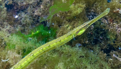 Fish in the thickets of seaweed. Broadnosed pipefish (Syngnathus typhle)