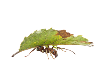 a single ant carrying a large leaf fragment, isolated on a white background.