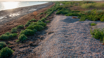 Salt-tolerant plants and dried algae on the shore of the shallowing drying Tuzlovsky estuary