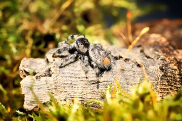 Phidippus bidentatus Maya jumping spider USA, Mexico, jump spider. bidentatus Maya spiders, animal arachnid group of spiders that constitute the family jumping web spider.