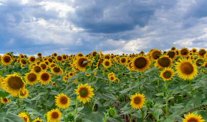 A field with blooming sunflowers. The common sunflower (Helianthus annuus). Bolgradsky district, Odessa region