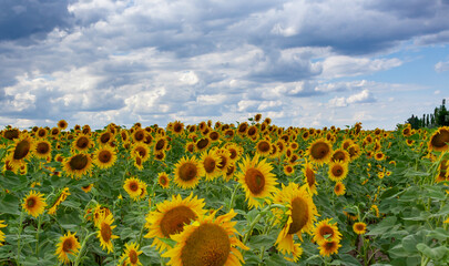 A field with blooming sunflowers. The common sunflower (Helianthus annuus). Bolgradsky district,...