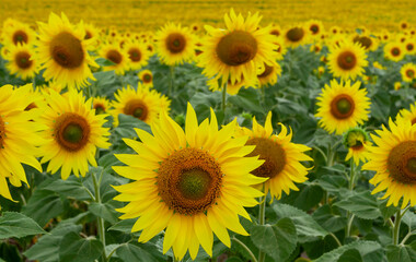 A field with blooming sunflowers. The common sunflower (Helianthus annuus). Bolgradsky district, Odessa region