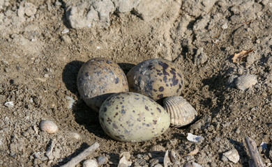 Sandwich tern (Thalasseus sandvicensis), nest with eggs on the ground in the lower reaches of the Tiligul estuary, Ukraine