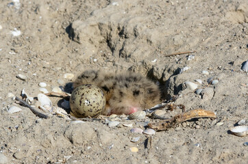 Sandwich tern (Thalasseus sandvicensis), tern chick in the nest, Tiligulskiy estuary, Ukraine