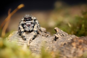 Phidippus bidentatus Maya jumping spider USA, Mexico, jump spider. bidentatus Maya spiders, animal arachnid group of spiders that constitute the family jumping web spider.