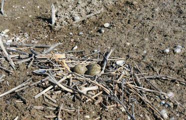 Sandwich tern (Thalasseus sandvicensis), tern chick in the nest, Tiligulskiy estuary, Ukraine