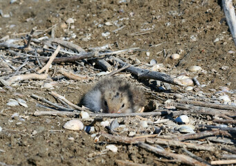 Sandwich tern (Thalasseus sandvicensis), tern chick in the nest, Tiligulskiy estuary, Ukraine