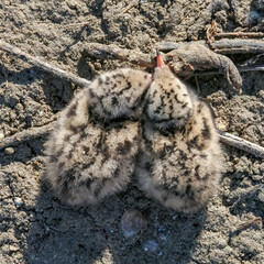 Sandwich tern (Thalasseus sandvicensis), tern chick in the nest, Tiligulskiy estuary, Ukraine