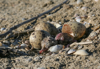 Sandwich tern (Thalasseus sandvicensis), tern chick in the nest, Tiligulskiy estuary, Ukraine