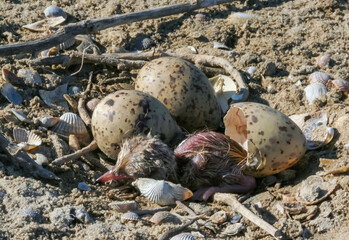 Sandwich tern (Thalasseus sandvicensis), tern chick in the nest, Tiligulskiy estuary, Ukraine