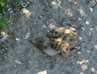 Sandwich tern (Thalasseus sandvicensis), tern chick in the nest, Tiligulskiy estuary, Ukraine