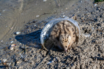 Obraz premium Sandwich tern (Thalasseus sandvicensis), chick hides in a plastic cup on the bank of the Tiligul Estuary