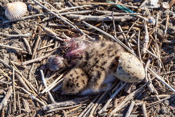 Sandwich tern (Thalasseus sandvicensis), tern chick in the nest, Tiligulskiy estuary, Ukraine