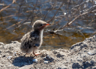Sandwich tern (Thalasseus sandvicensis), nestling mimics against the background of gray earth on the bank
