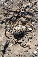 Sandwich tern (Thalasseus sandvicensis), nest with eggs on the ground in the lower reach