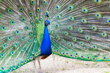 Peacock portrait. Beautiful colourful peackock feather