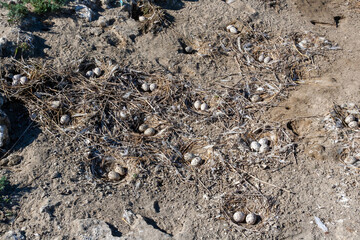 Sandwich tern (Thalasseus sandvicensis), nests with eggs on dry ground on an island in the lower reaches